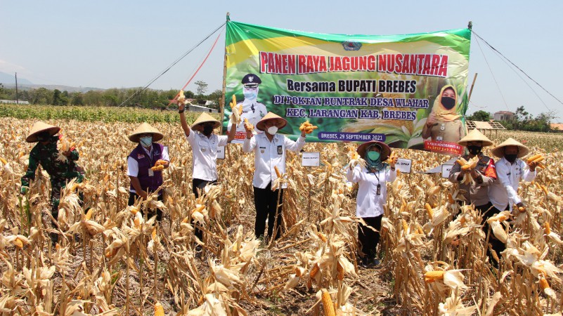 Hasil Panen Melimpah, Wabup Narjo Minta Jangan Ada Impor Jagung