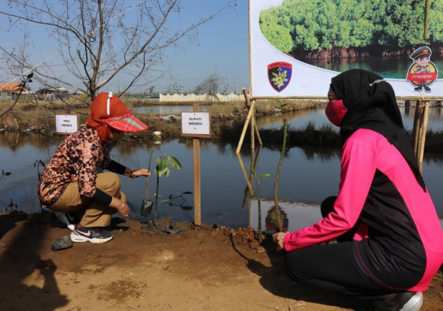 Ribuan Hektare Tambak di Pesisir Utara Brebes Rusak Akibat Abrasi