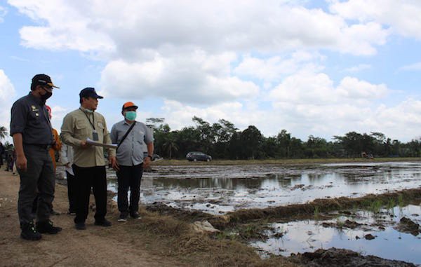 Kritisi Tanam Singkong untuk Food Estate, Politisi Demokrat: Sama Saja Buang Emas untuk Dapat Perak