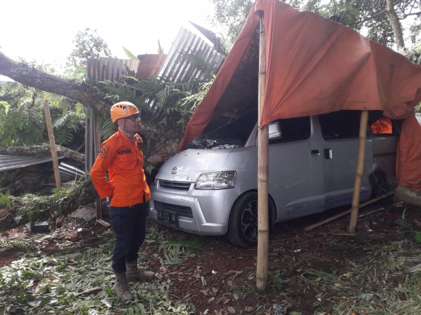 Diguyur Hujan, Pohon Beringin yang Ditaksir Berusia Seabad Tumbang, Satu Mobil Ringsek