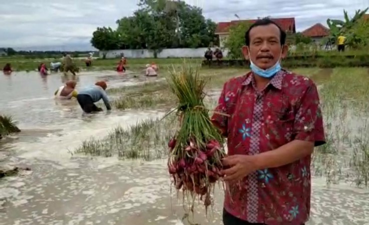 Puluhan Hektare Lahan Bawang Merah Terendam, Petani Panen Dini