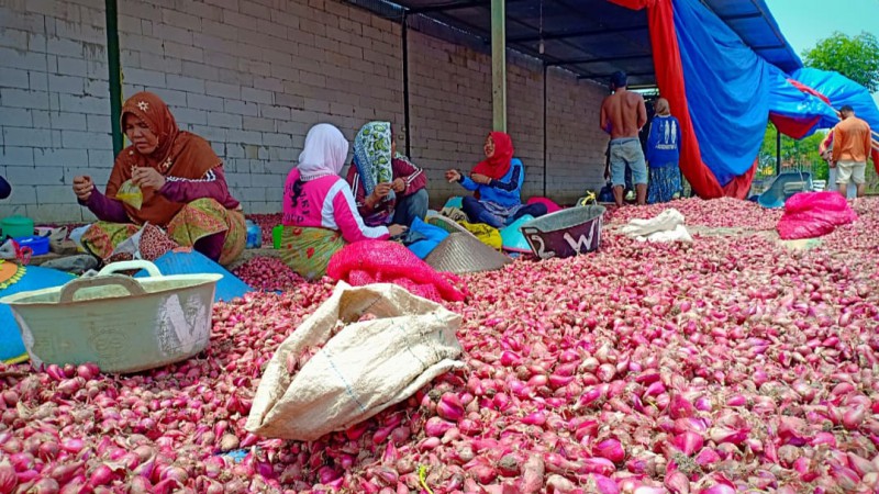 Harga Bawang Murah, Ini Penjelasan DPKP Brebes