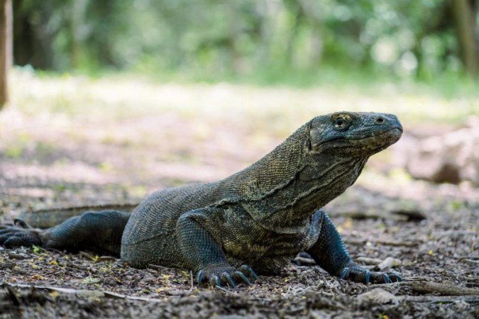 Pemerintahan Jokowi Disebut Tak Transparan soal Kajian Proyek Taman Nasional Komodo