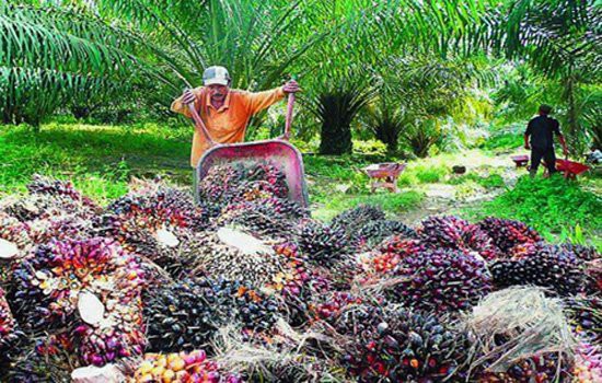 Indonesia Sumbang 40 Persen CPO Minyak Nabati Dunia, Tapi Harga Minyak Goreng kok Mahal?