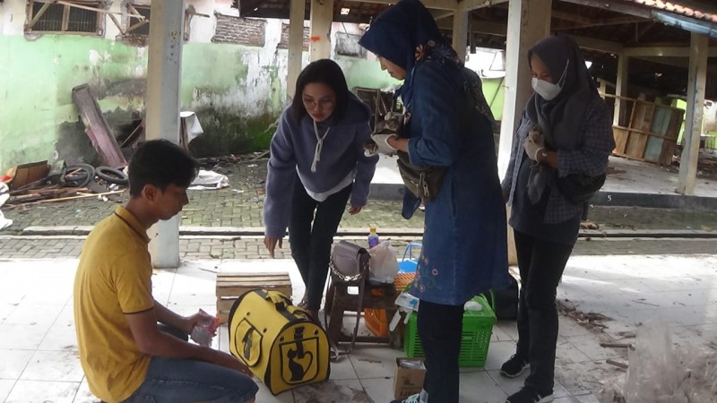 Kucing-kucing Liar di Bangunan Bekas Pasar di Purworejo Kelaparan, Relawan Selamatkan 50 Ekor