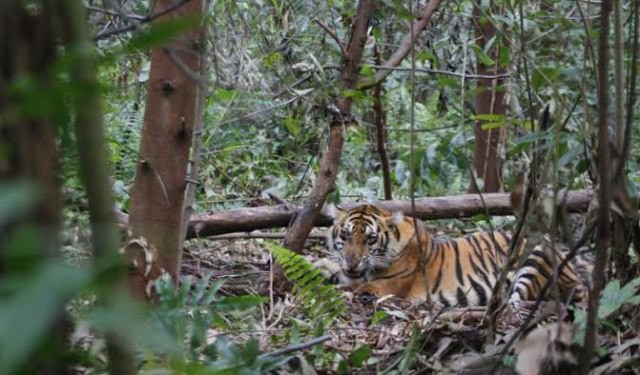 Harimau Sumatera Muncul di Kebun Karet, Petani Karet di Banyuasin III Mulai Waswas