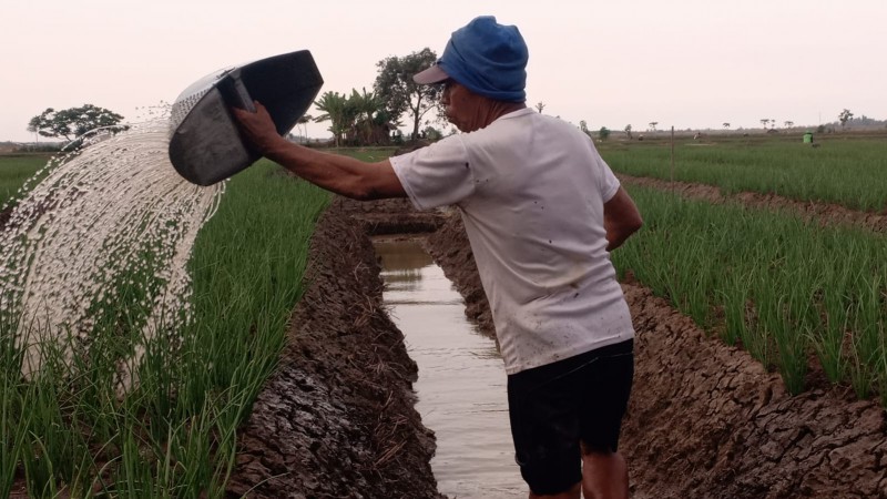 Januari, Alokasi Pupuk Bersubsidi di Brebes Capai 7.339 Ton