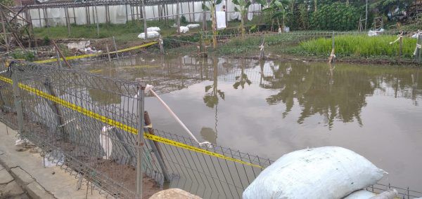 Terpeleset Saat Mencari Kodok, Dua Bocah di Pekalongan Tewas Tenggelam di Kolam Ikan