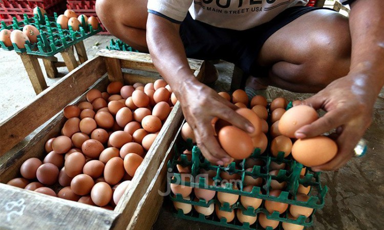 Harga Telur Ayam Mahal, Inflasi Minggu Pertama Januari Diprediksi Naik 0,61 Persen