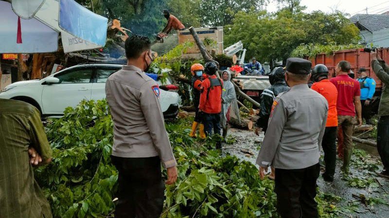 Ditiup Angin Kencang, Tiga Mobil di Semarang Rusak Tertimpa Pohon Angsana