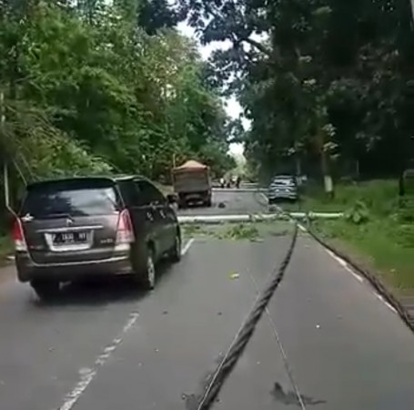 14 Tiang Listrik Roboh dan Tiga Mobil Rusak Tertimpa Pohon Tumbang di Pemalang