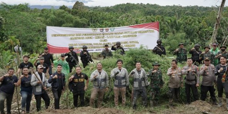 Ladang Ganja Seluas 6 Hektare Lebih Dimusnahkan, Awalnya dari 5 Kilogram