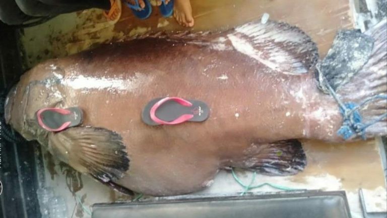 Fantastis! Ikan Kerapu Raksasa Berbobot 270 Kg Ditemukan Nelayan, Endingnya Tidak Terduga