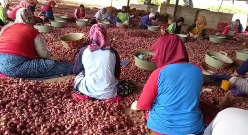 Sempat Rendah, Harga Bawang Merah di Brebes Mulai Mengalami Kenaikan