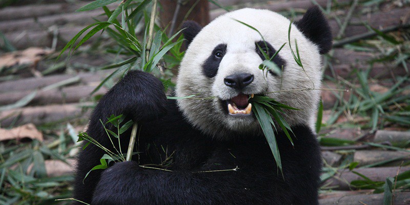 Unik Nih! Dua Panda Raksasa Ramal Pemenang Olimpiade Beijing 2022