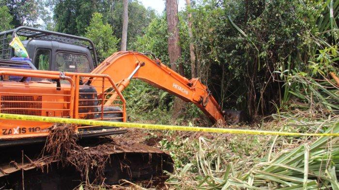 4 Pekerja Dikejar Harimau Sumatera, Seorang Tewas dengan Kepala dan Kaki Hilang