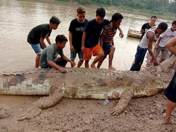 Bahaya! 14 Buaya Besar Kerap Mengintai dan Serang Warga di Kawasan Ini