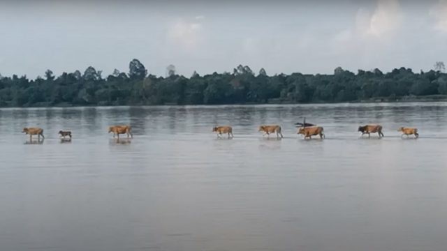 Bikin Heboh, Ini Penjelasan Logis soal Video Deretan Sapi Bisa Berjalan di Atas Sungai Kapuas