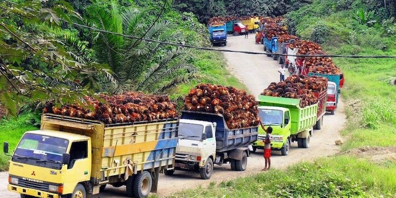 Dampak Larangan Ekspor Jokowi Disebut Said Didu 10 Ribu Truk Tangki Sawit Bisa Parkir 200 Kilometer