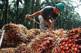 Stop Ekspor Minyak Goreng, Bukan Tidak Mungkin Jokowi Digeruduk Petani Sawit se Indonesia