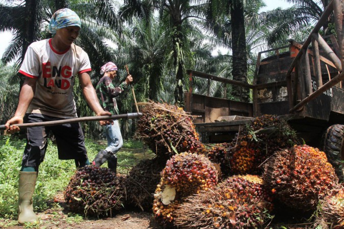 Baru Diucapkan Jokowi, Larangan Ekspor Sawit Disebut Rugikan Petani dan Ekonomi Daerah Penghasil Sawit