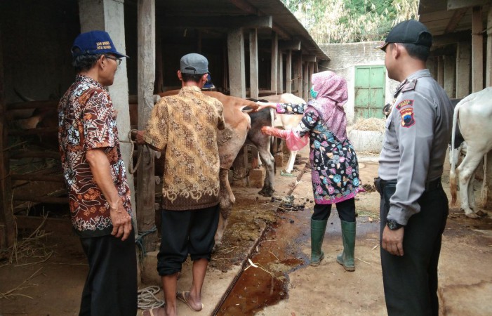 Belum Ditemukan PMK di Brebes, DPKH Terbitkan Sertifikat Veterineruntuk 6 Hewan Ternak