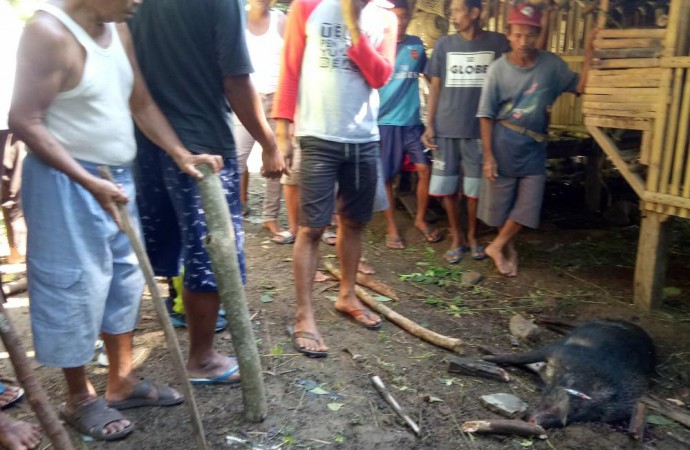 Luka Parah, 3 Warga Desa Ciomas-Bantarkawung Diamuk Babi Hutan