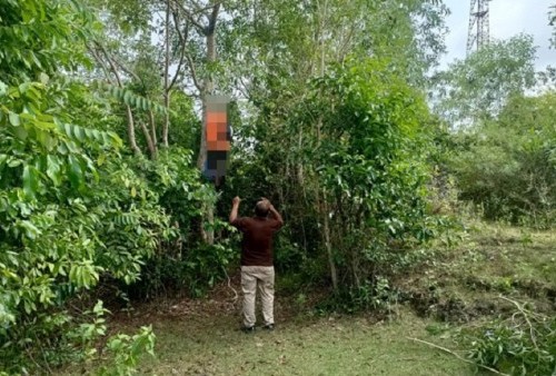 Dikira Layangan Tersangkut di Pohon, Pas Didekati Bikin Jantung Serasa Mau Copot