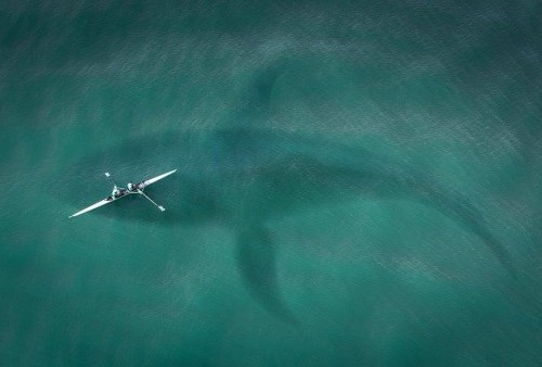 Diduga Megalodon yang Punah Jutaan Tahun Lalu, Hiu Raksasa Terekam CCTV