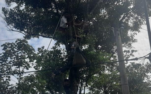 Ngeri! Pria Paruh Baya Tewas Tersengat Listrik Tegangan Tinggi, Tubuhnya Tersangkut di Pohon Cengkeh