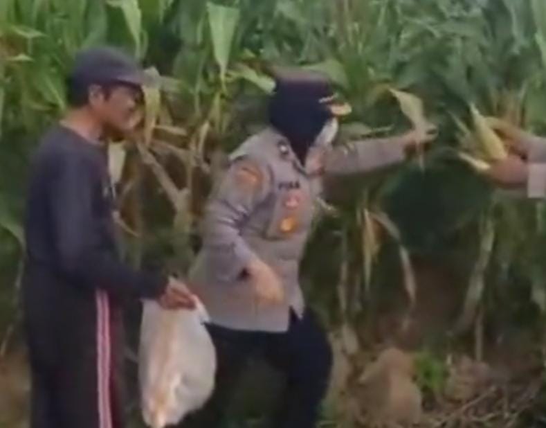 Senangnya Warga Terima Jagung dari Program Ketahanan Pangan Polres Tegal Kota