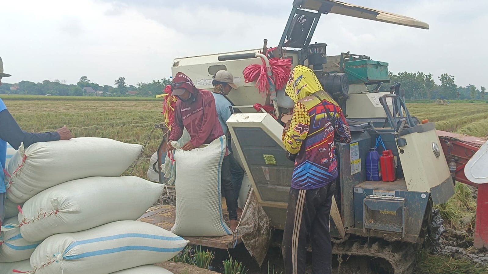 Turun ke Sawah, Dandim Brebes: Harga Gabah di Bulog Rp6.500
