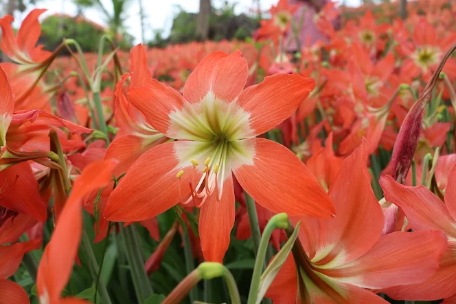 11 Taman Bunga di Jogja 2025 yang Lagi Hits, Instagramable dan Romantis