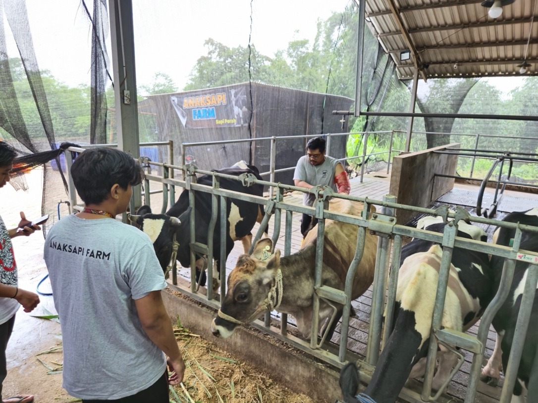 BRI Peduli Dorong Peternak Sapi Perah Malang Naik Kelas Lewat Klaster Unggulan
