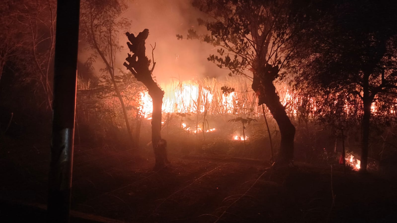 Tiga Hektar Lahan Tebu di Brebes Terbakar