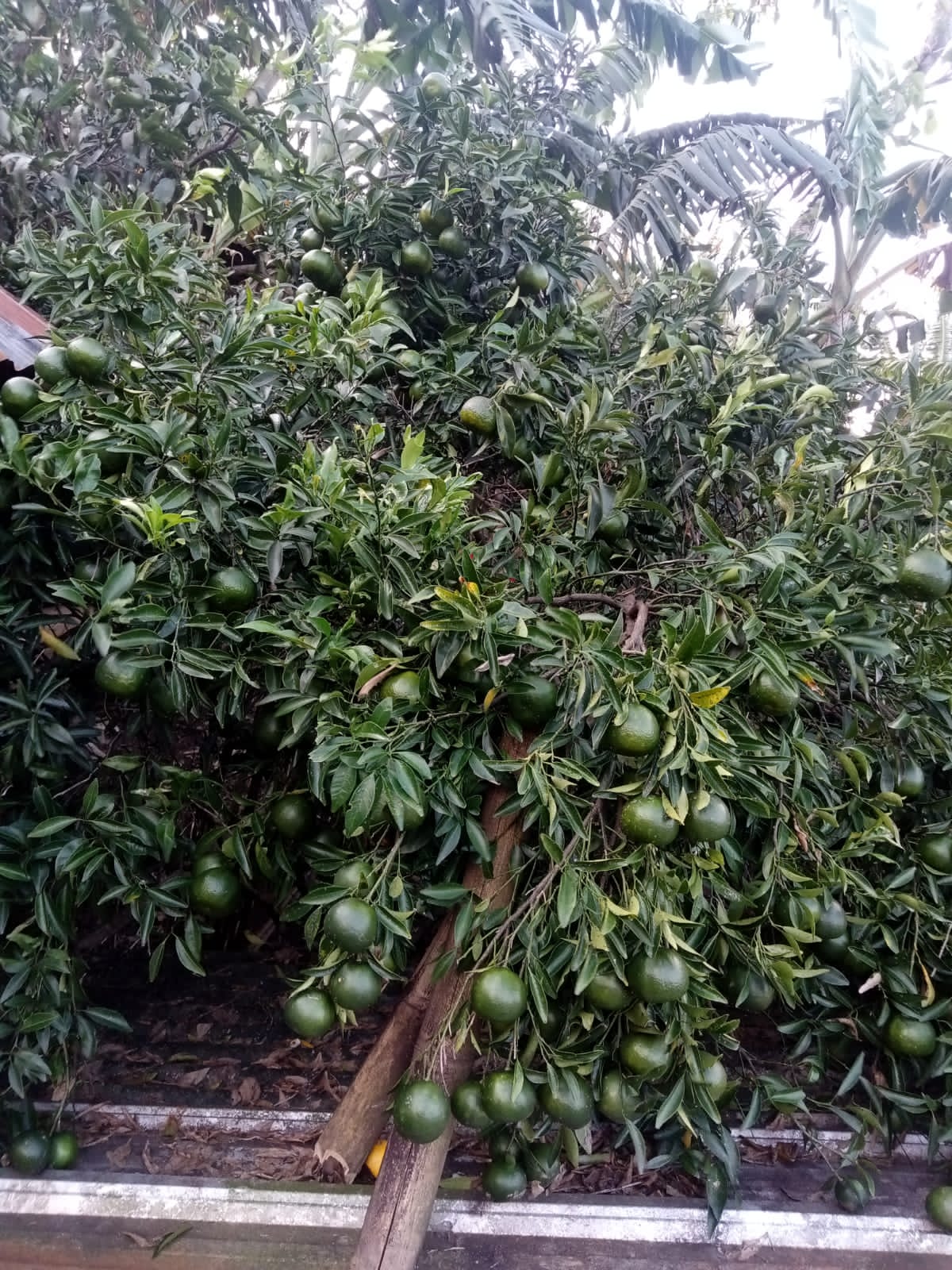 Menengok Potensi Dusun Bodas Pemalang, Sentra Tanaman Jeruk Eterna