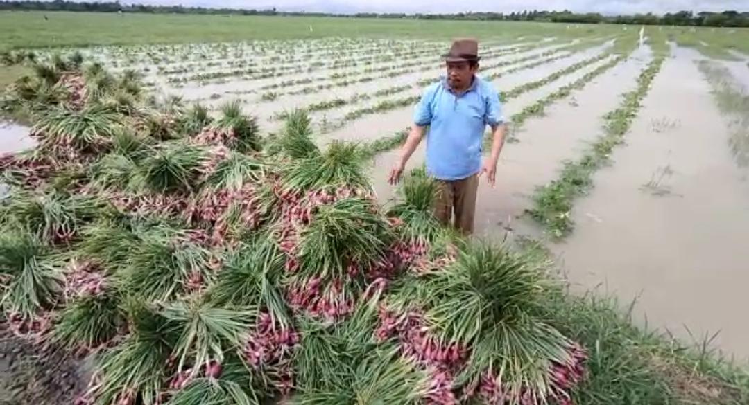 Diguyur Hujan Semalaman, Puluhan Hektare Lahan Bawang Merah di Brebes Terendam Banjir 