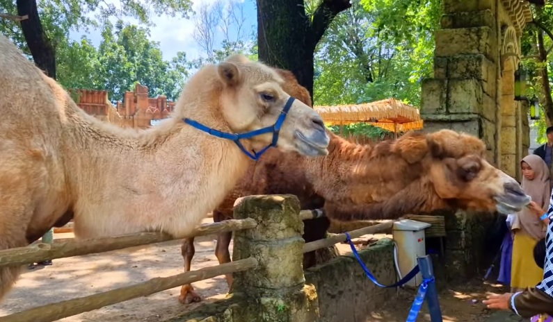 5 Wisata Alam Edukatif di Solo yang Kekinian Buat Liburan Keluarga