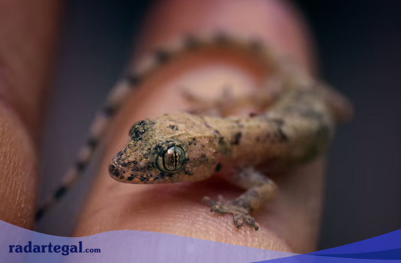 Mitos Kejatuhan Cicak, Pertanda Buruk atau Sekedar Kepercayaan?