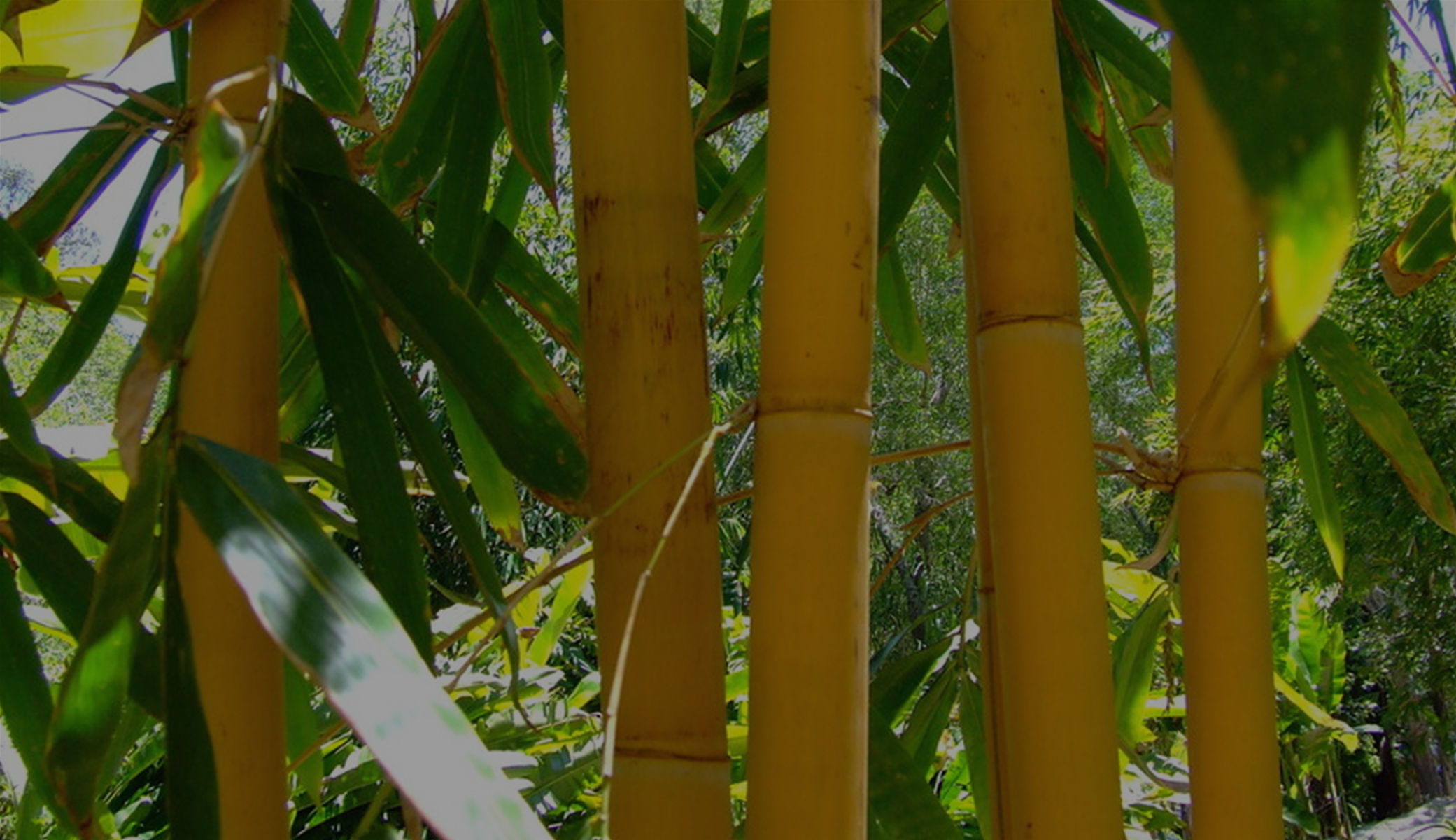 4 Mitos Tanaman Bambu Kuning yang Masih Dipercaya, Katanya Bisa Menarik Jodoh dan Penolak Bala