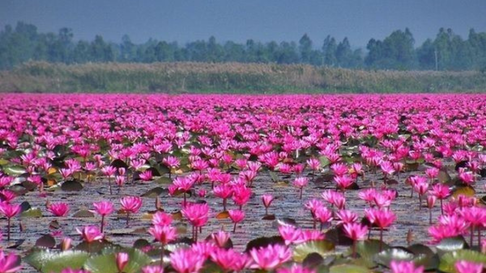 Salah Satu Danau Lotus Terbesar di Dunia Ada di Indonesia, Indahnya Memanjakan Mata