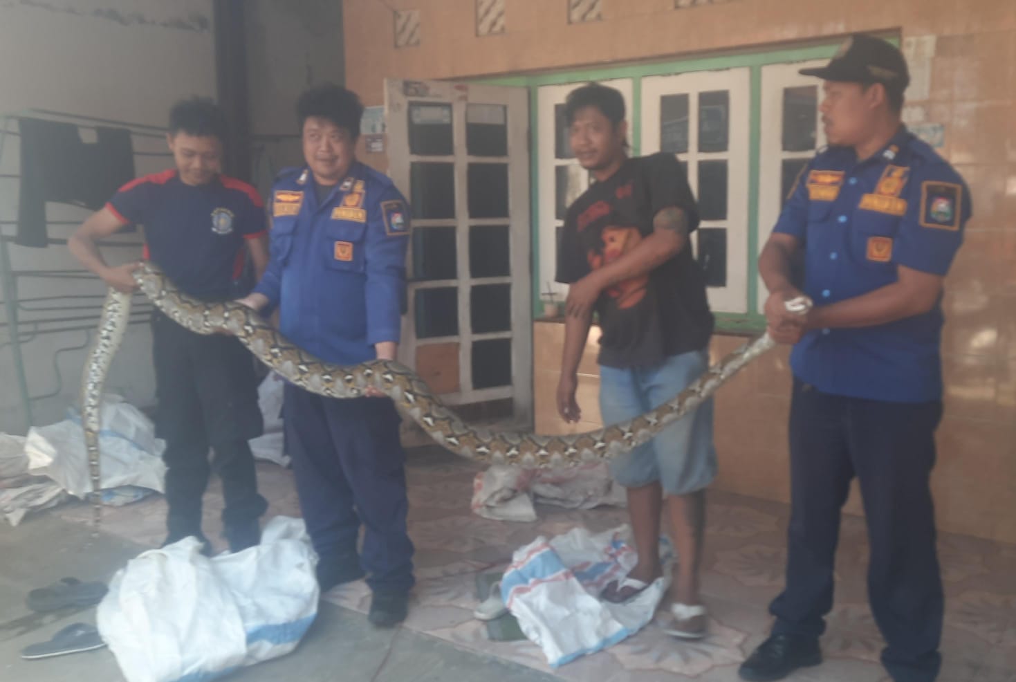 Warga di Tegal Tangkap Ular Sanca Sepanjang 5 Meter