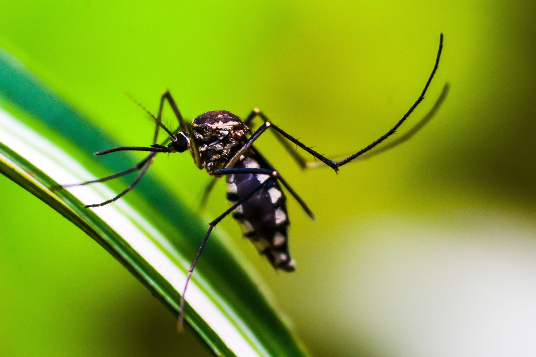 10 Tanaman Pengusir Nyamuk Mudah Didapat, Bisa Ditaruh di Dalam Rumah
