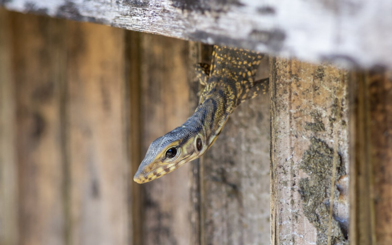 Mitos Kejatuhan Cicak di Kepala, Benarkah Pertanda Sial?
