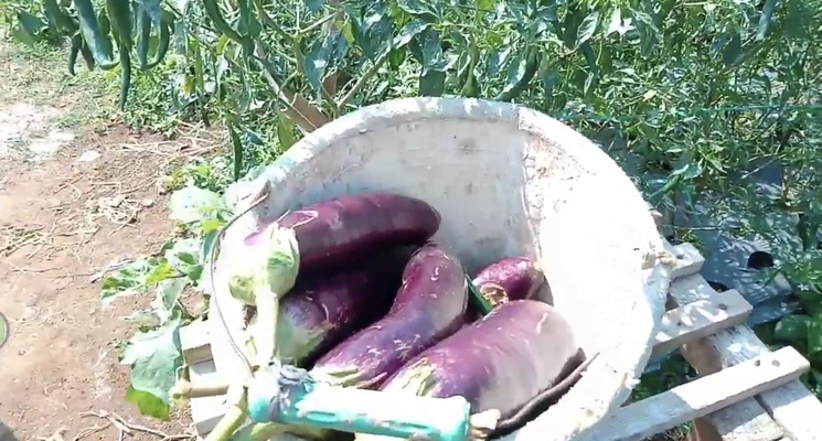 Serunya Liburan ke Desa Gedongan Bumijawa, Surga Agrowisata di Kaki Gunung Slamet