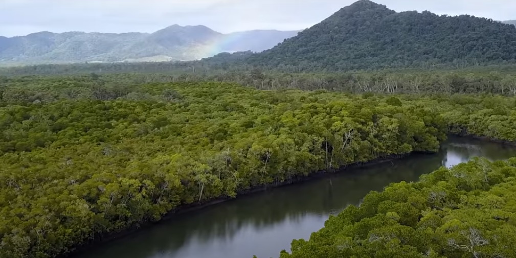 8 Fakta Menarik Daintree Forest yang Jadi Hutan Tertua di Dunia, Punya Tumbuhan Bisa Bercahaya saat Malam Hari