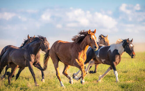 5 Mitos Berkaitan dengan Kuda, Melambangkan Kebaikan yang Dipercaya Mitologi Yunani