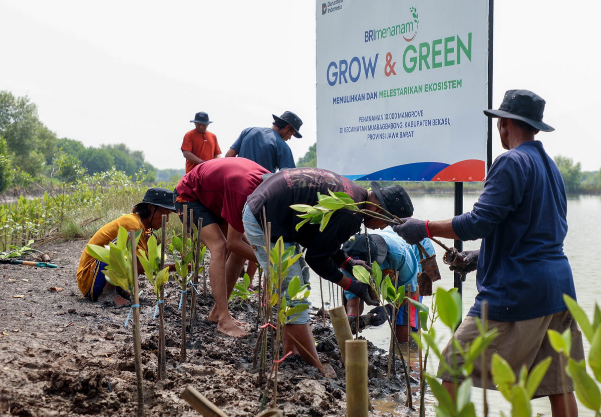 BRI Tanam 1.000 Margrove di Muara Gembong Bekasi, Peringati Hari Mangrove Sedunia 2025