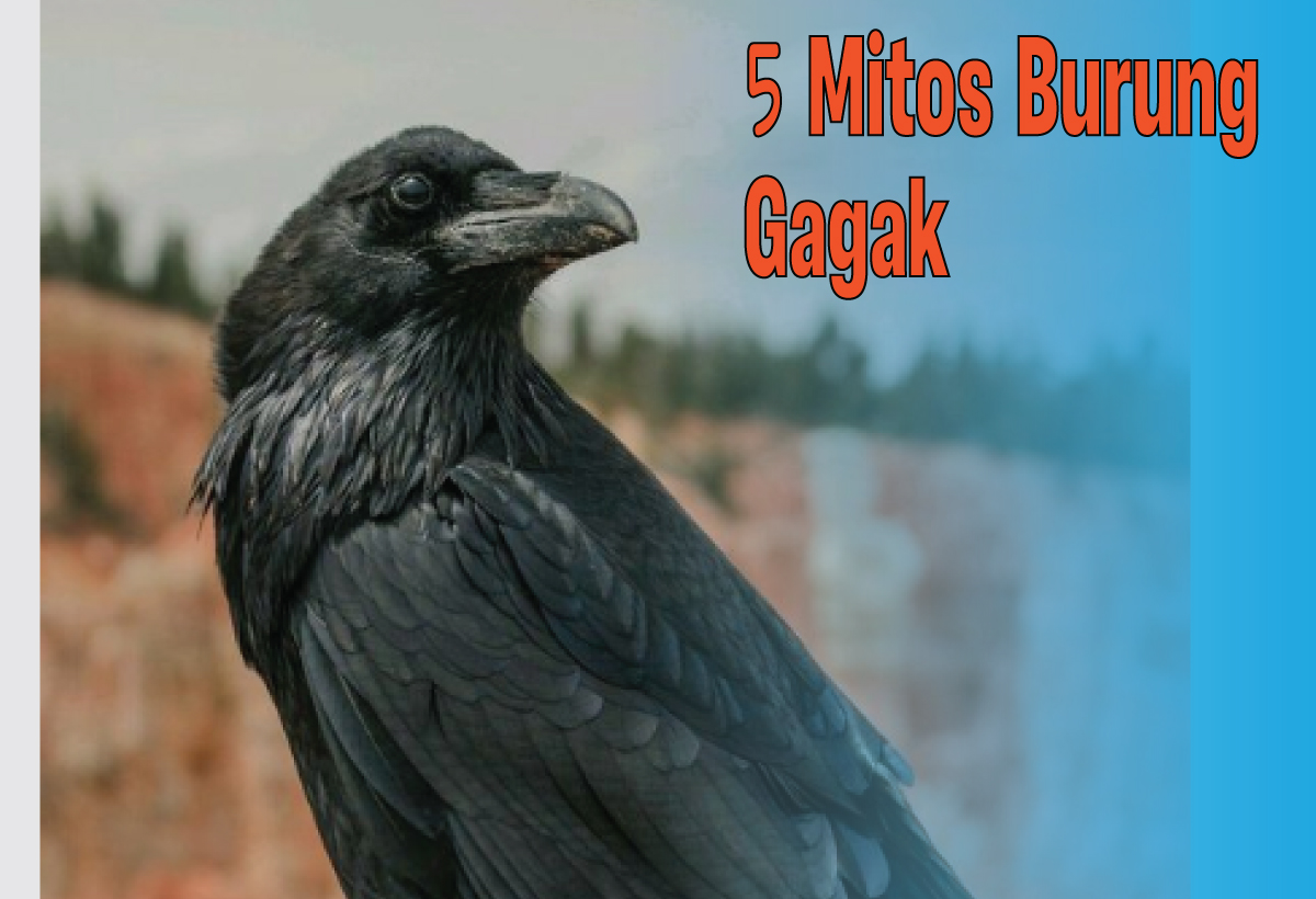 5 Mitos Burung Gagak yang Bikin Merinding, Salah Satunya Dikaitkan dengan Kematian