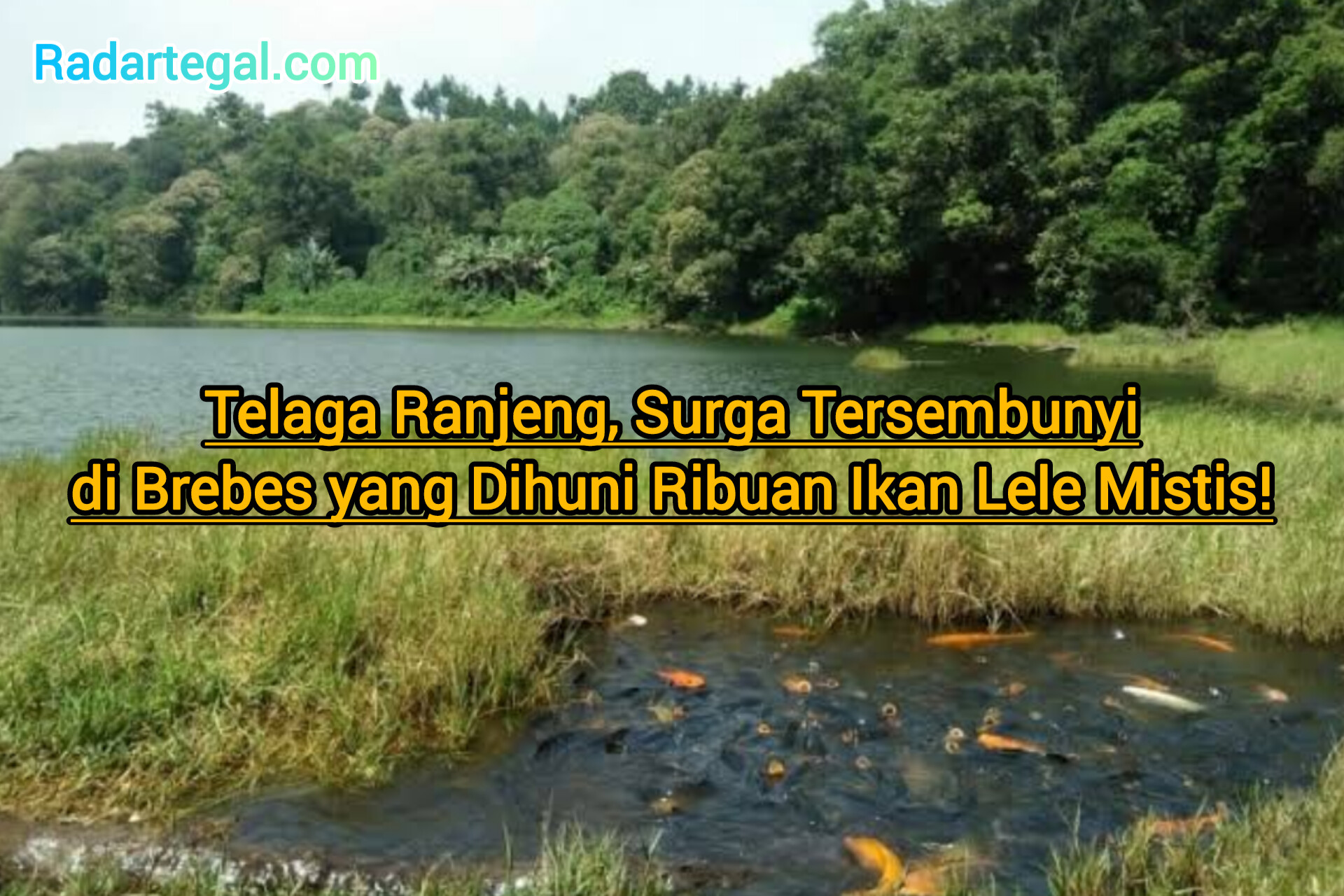 Telaga Ranjeng, Surga Tersembunyi di Brebes yang Dihuni Ribuan Ikan Lele Mistis!